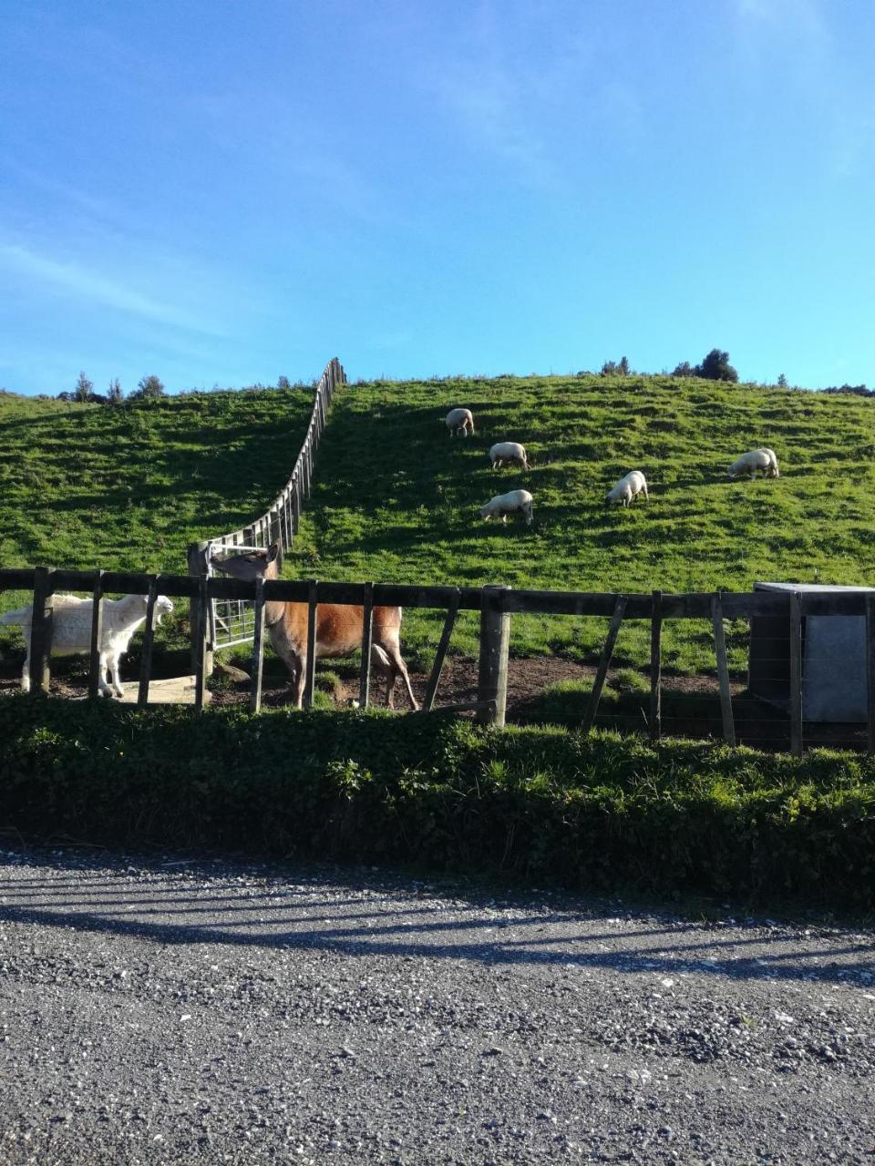 Junohall Backpackers Waitomo Caves Ngoại thất bức ảnh